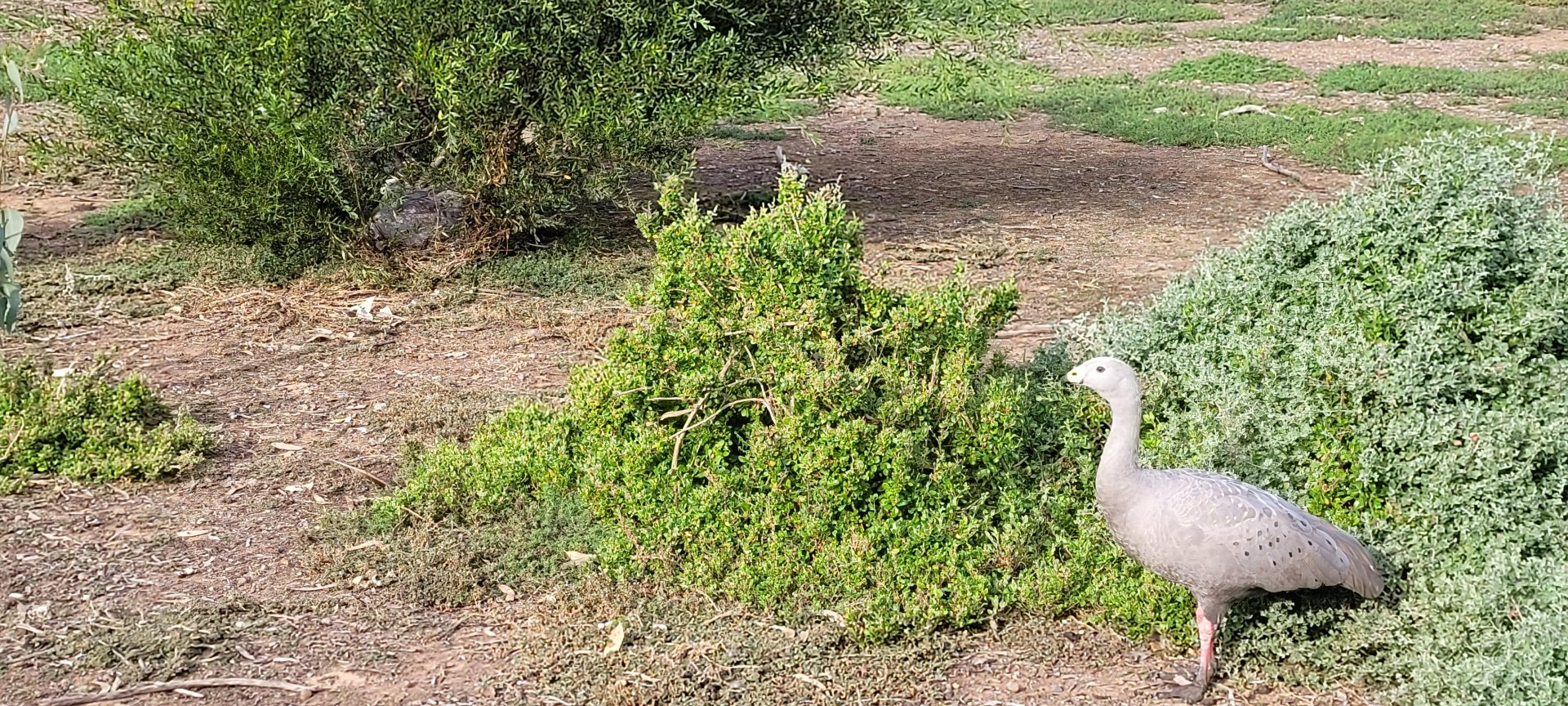 nesting cape baron geese