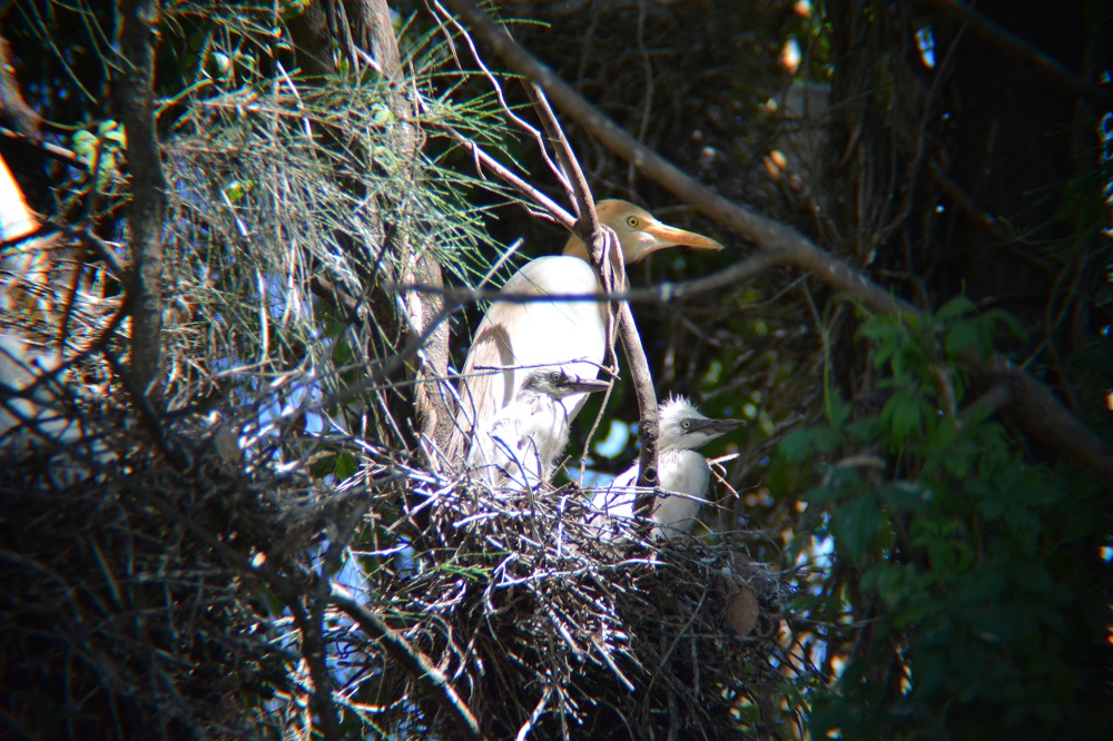 Nesting Cattle egret 2