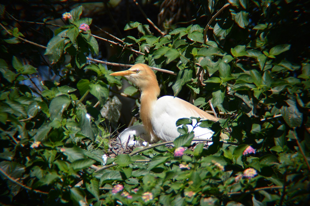 Nesting Cattle egret