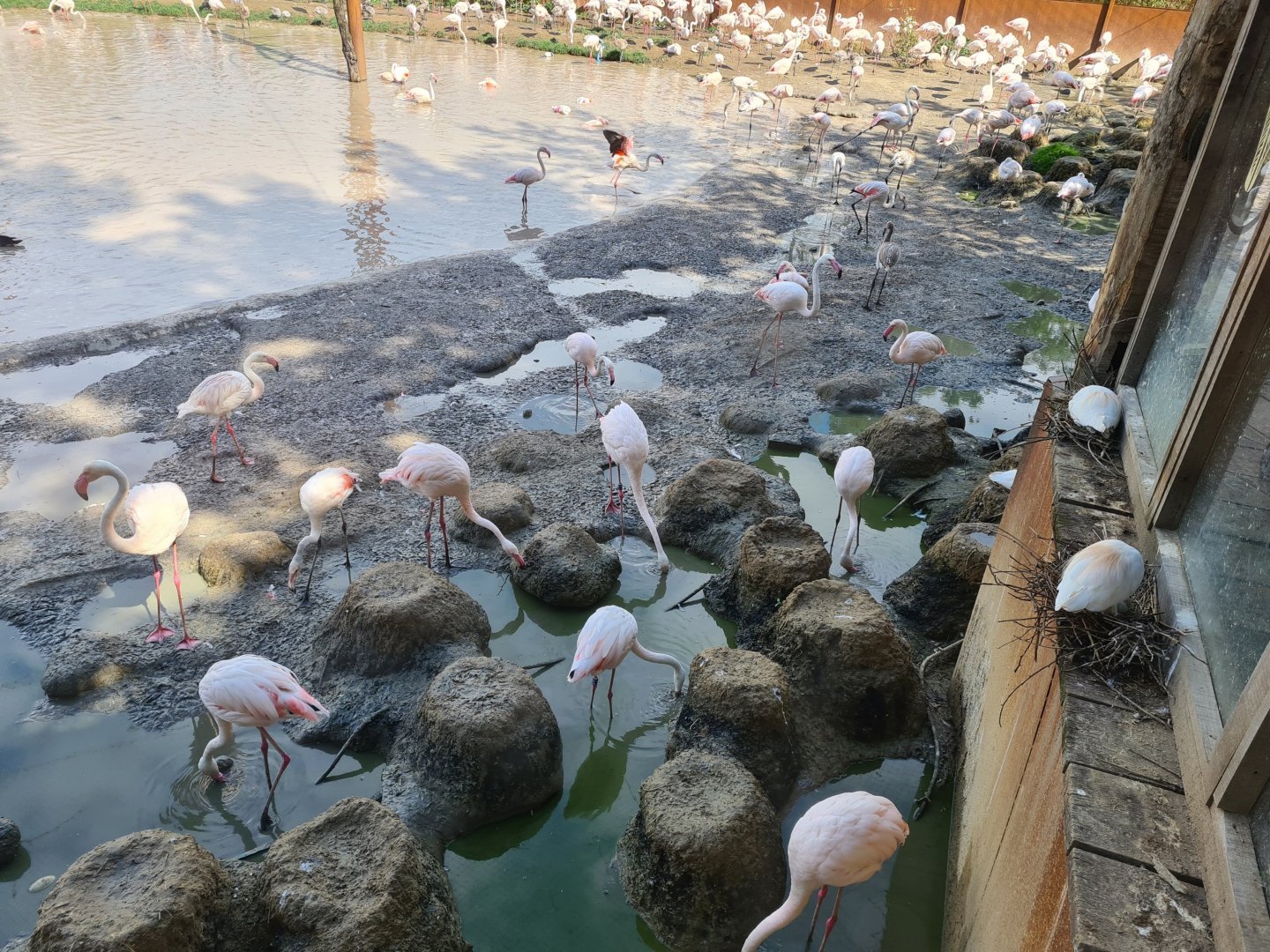 Nesting cattle egrets, Nesting flamingos