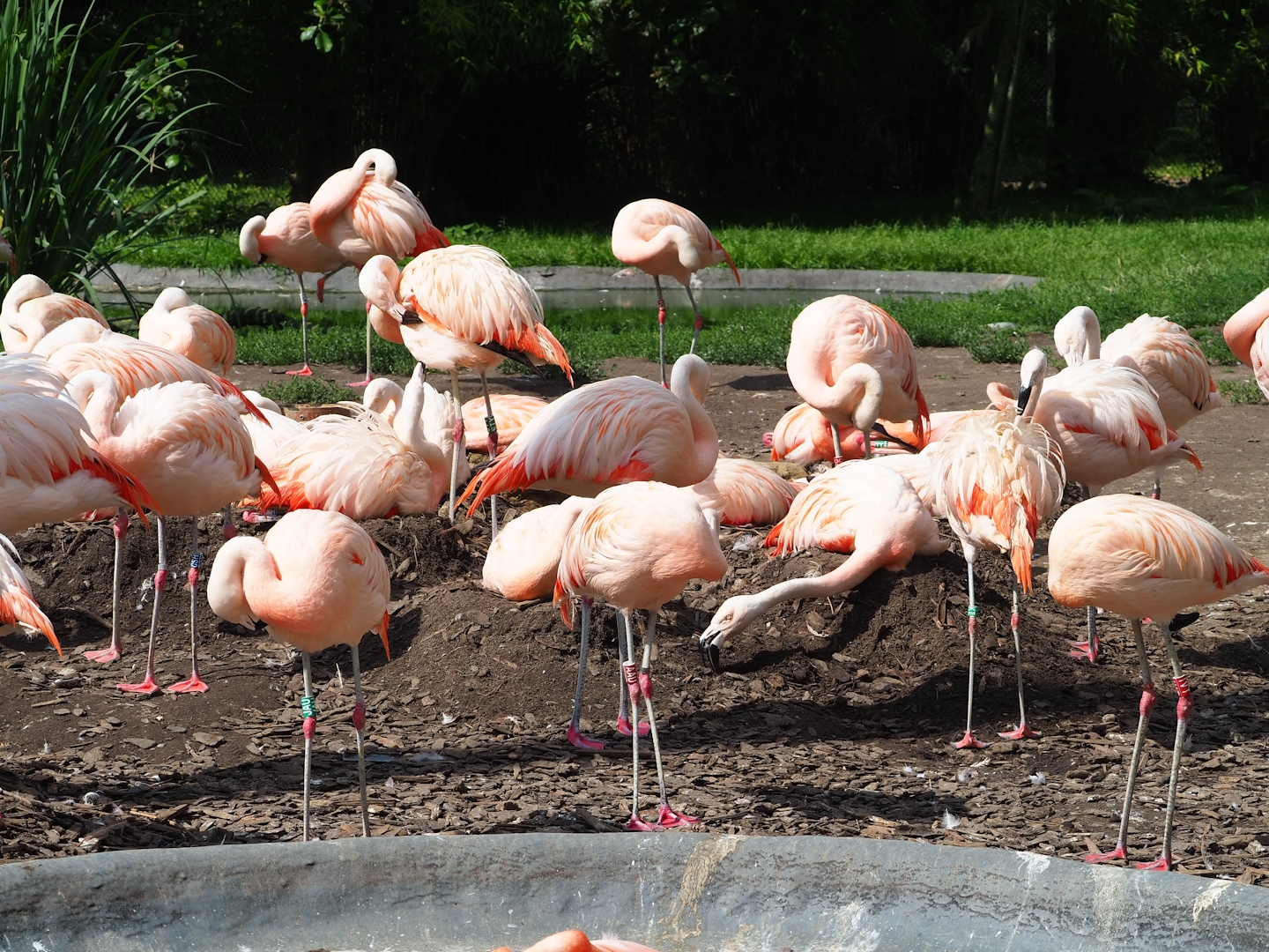 Nesting Chilean flamingos (Phoenicopterus chilensis), 2023-07-26