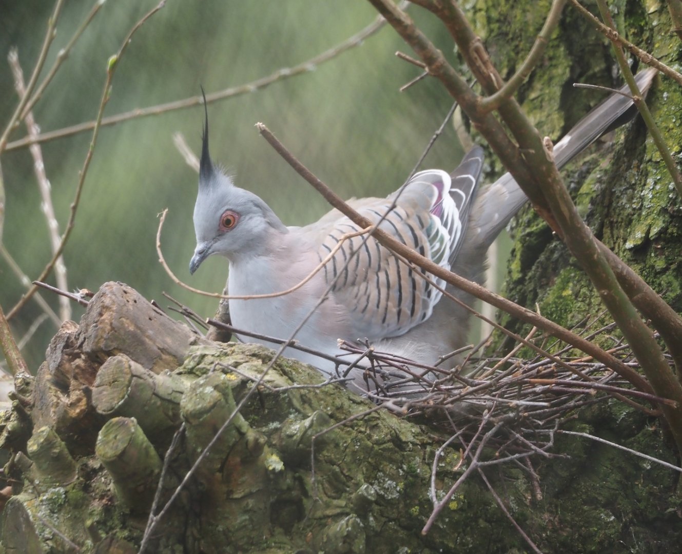 Nesting Crested pigeon (Ocyphaps lophotes), 2025-03-23