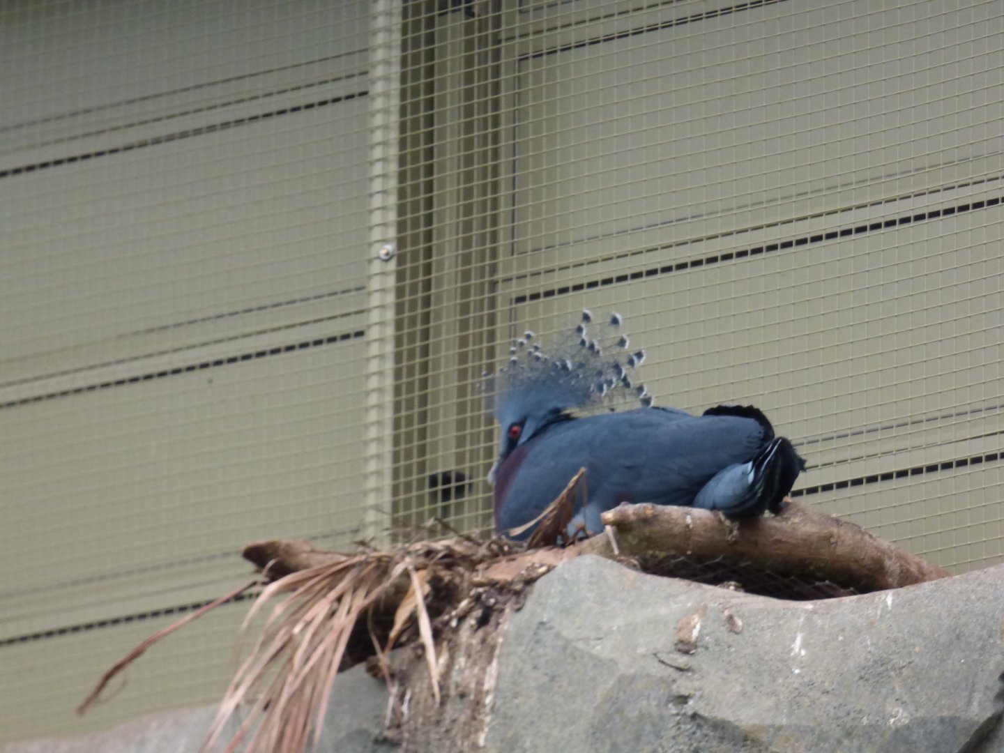 Nesting Crowned Pigeon in Monsoon Forest