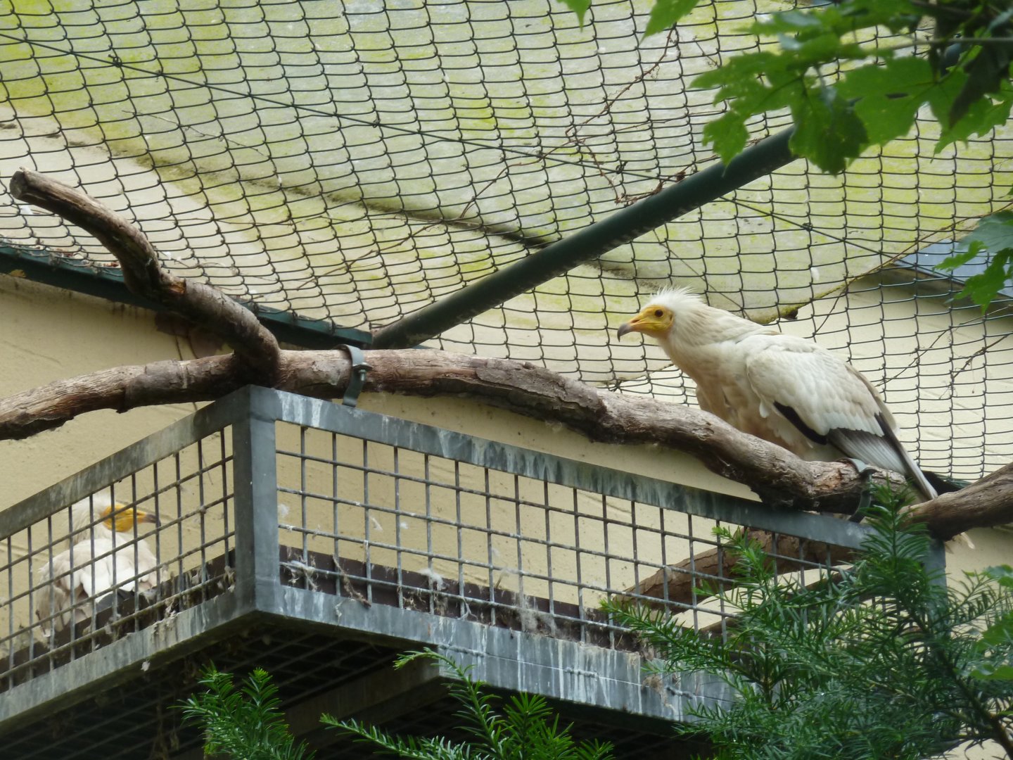 Nesting Egyptian vulture