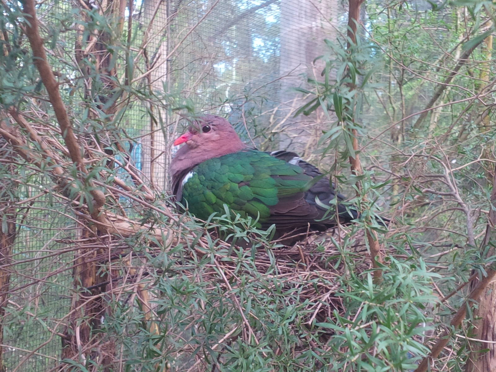 Nesting Emerald Dove