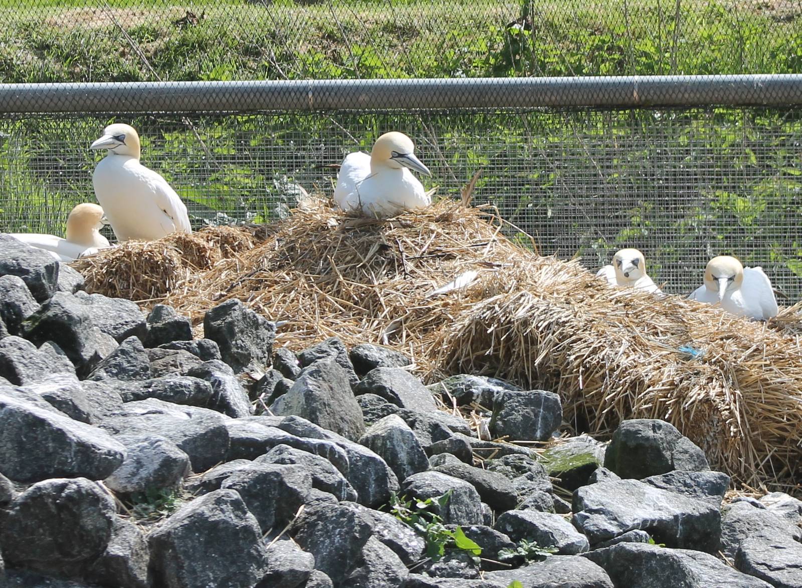 Nesting European gannets