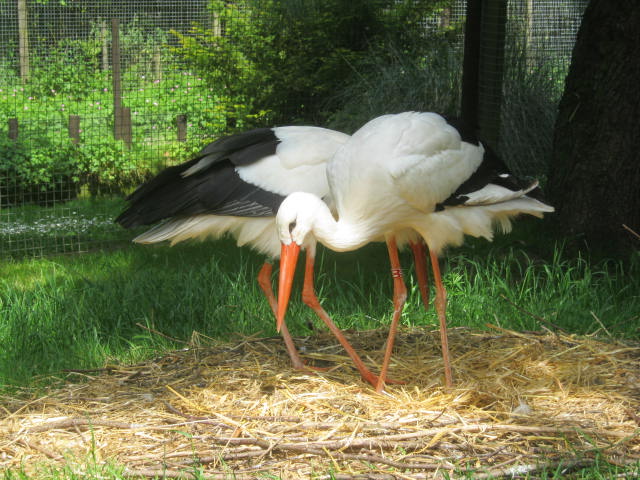 Nesting European white storks 2017