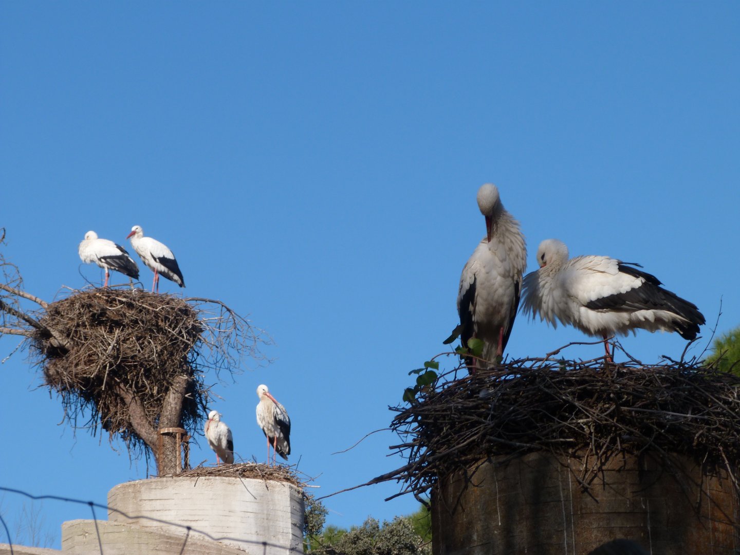 Nesting european white storks -Zoo Aquarium de Madrid (2025)