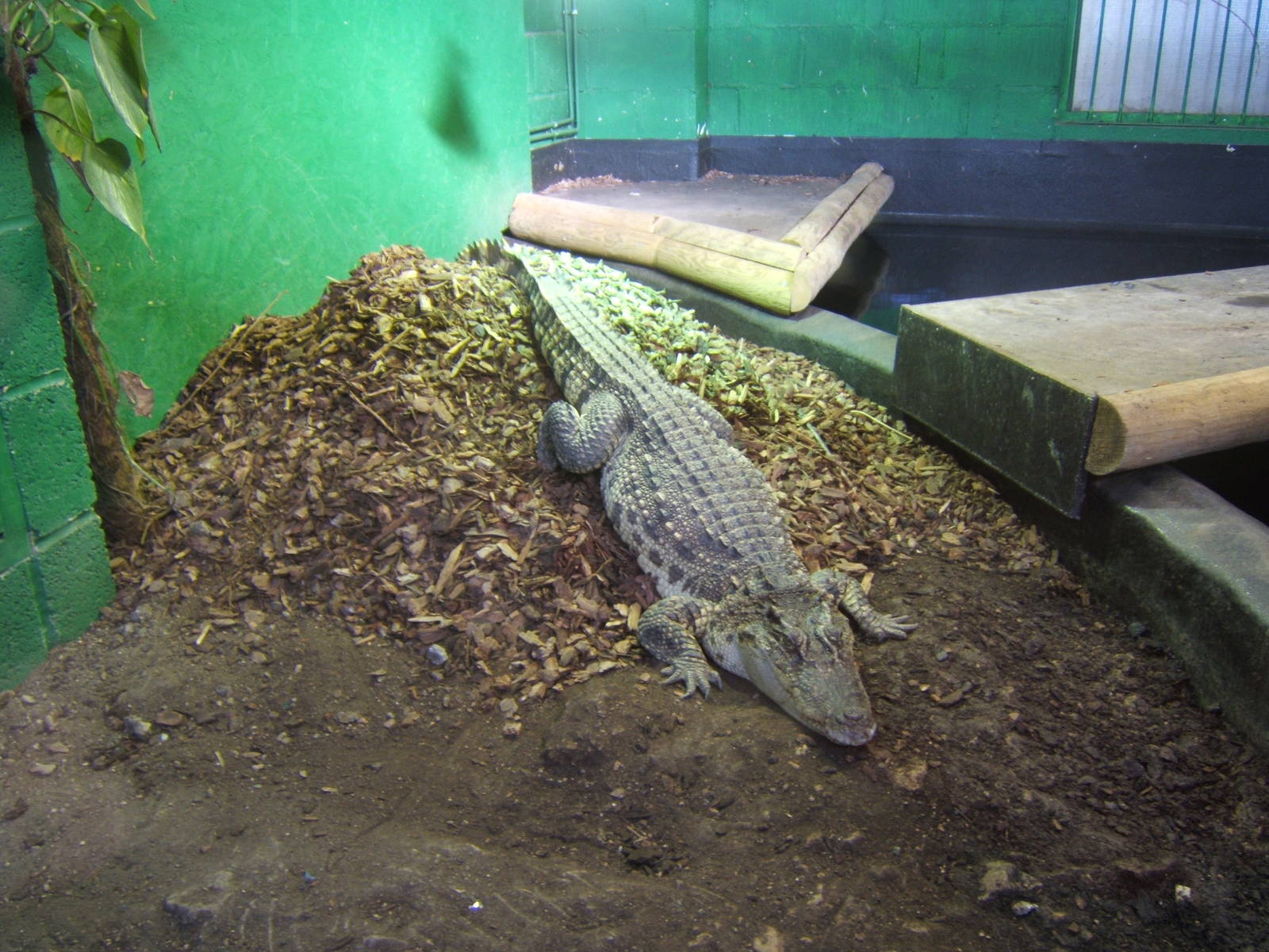 Nesting female Siamese Crocodile