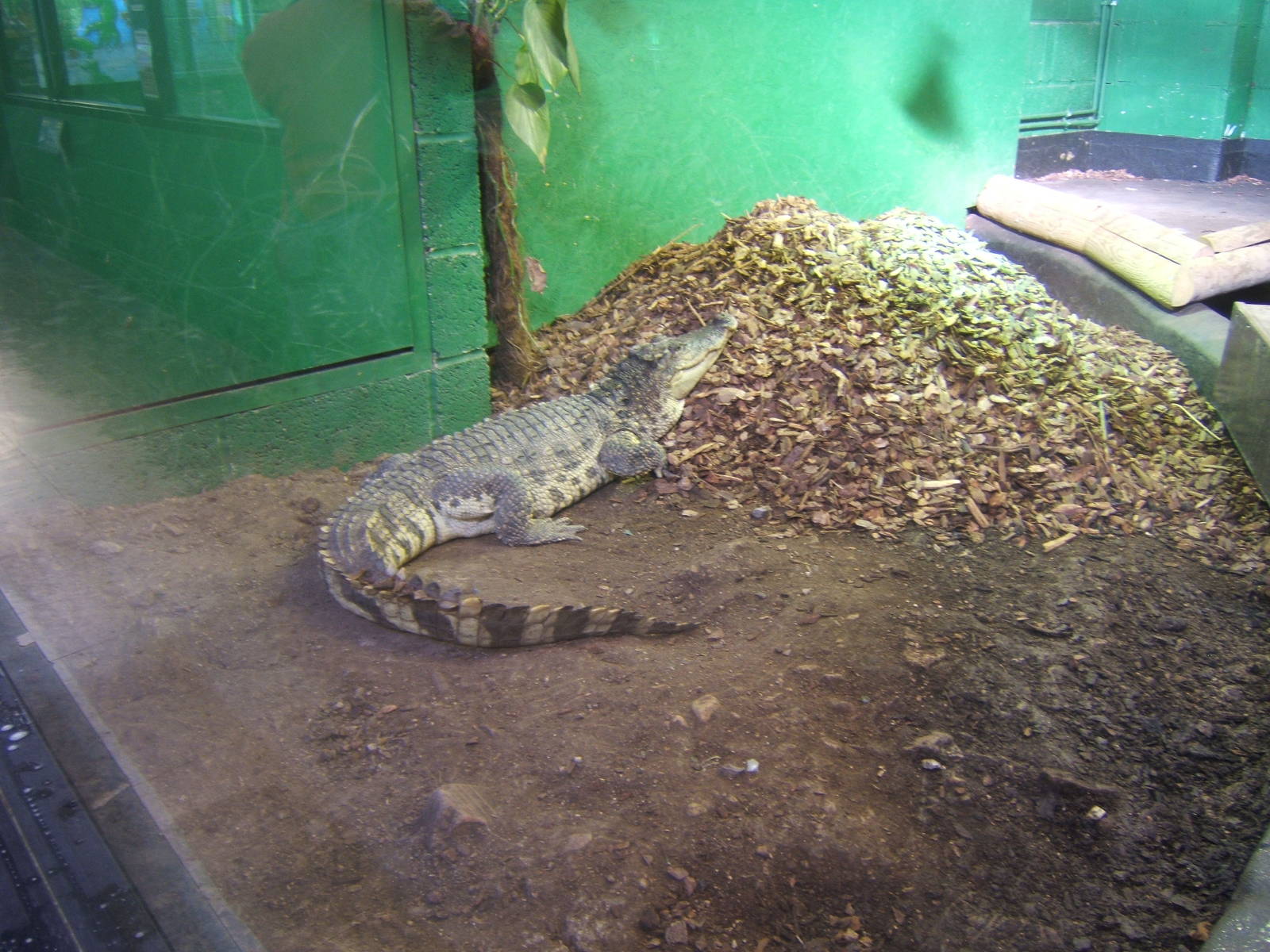 Nesting female Siamese Crocodile