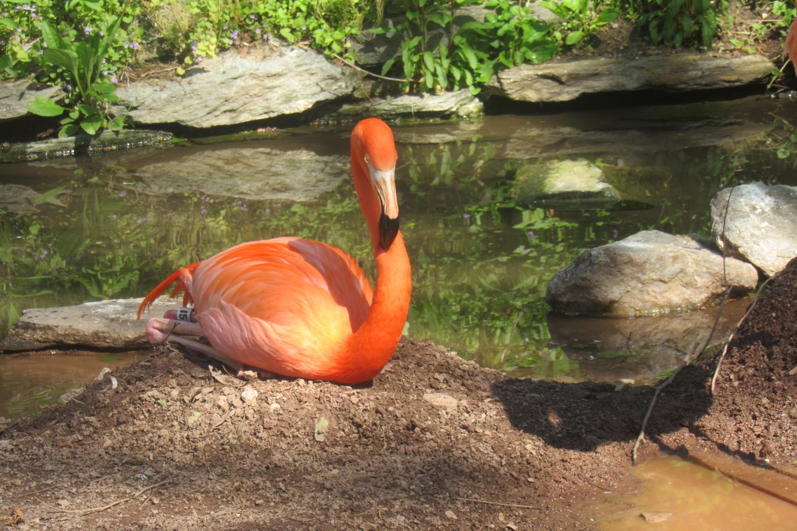 nesting flamingo