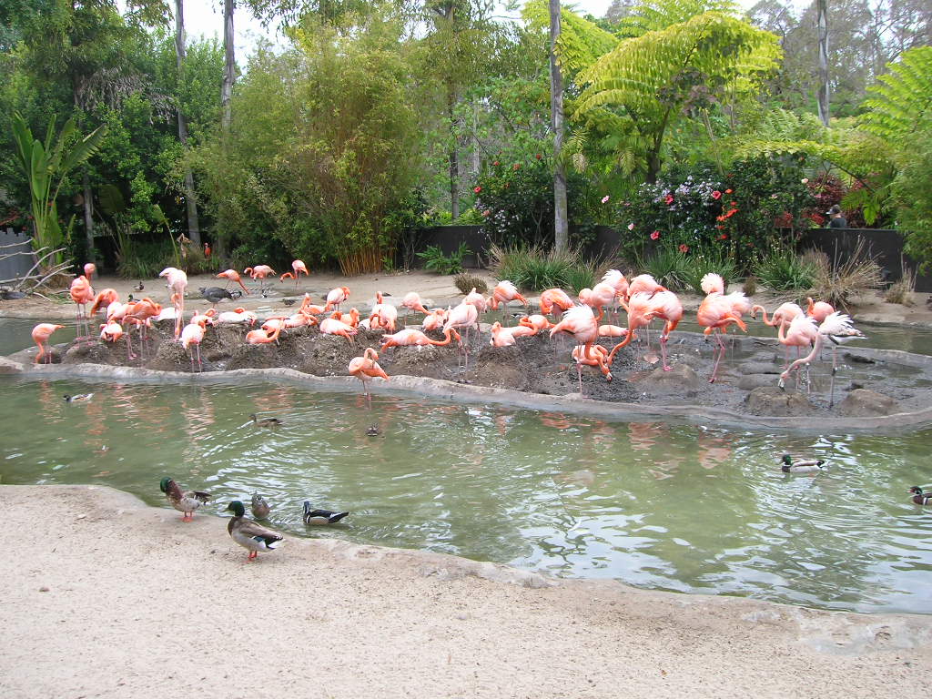 Nesting Flamingos 5-17-10