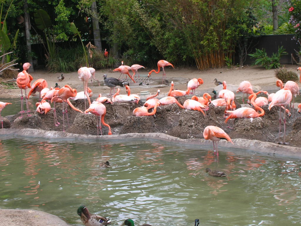 Nesting Flamingos 5-17-10