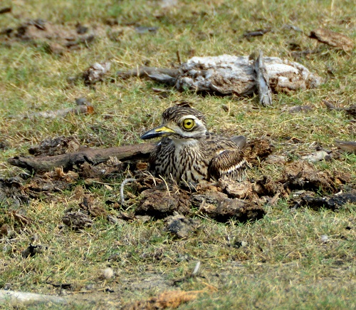 Nesting Great thick-knee