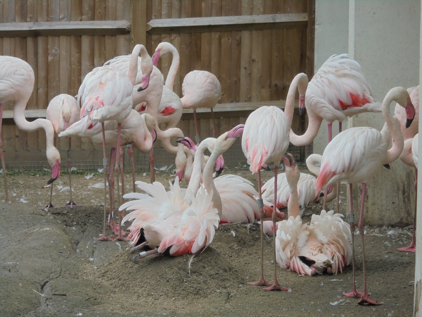 Nesting Greater Flamingos 2017