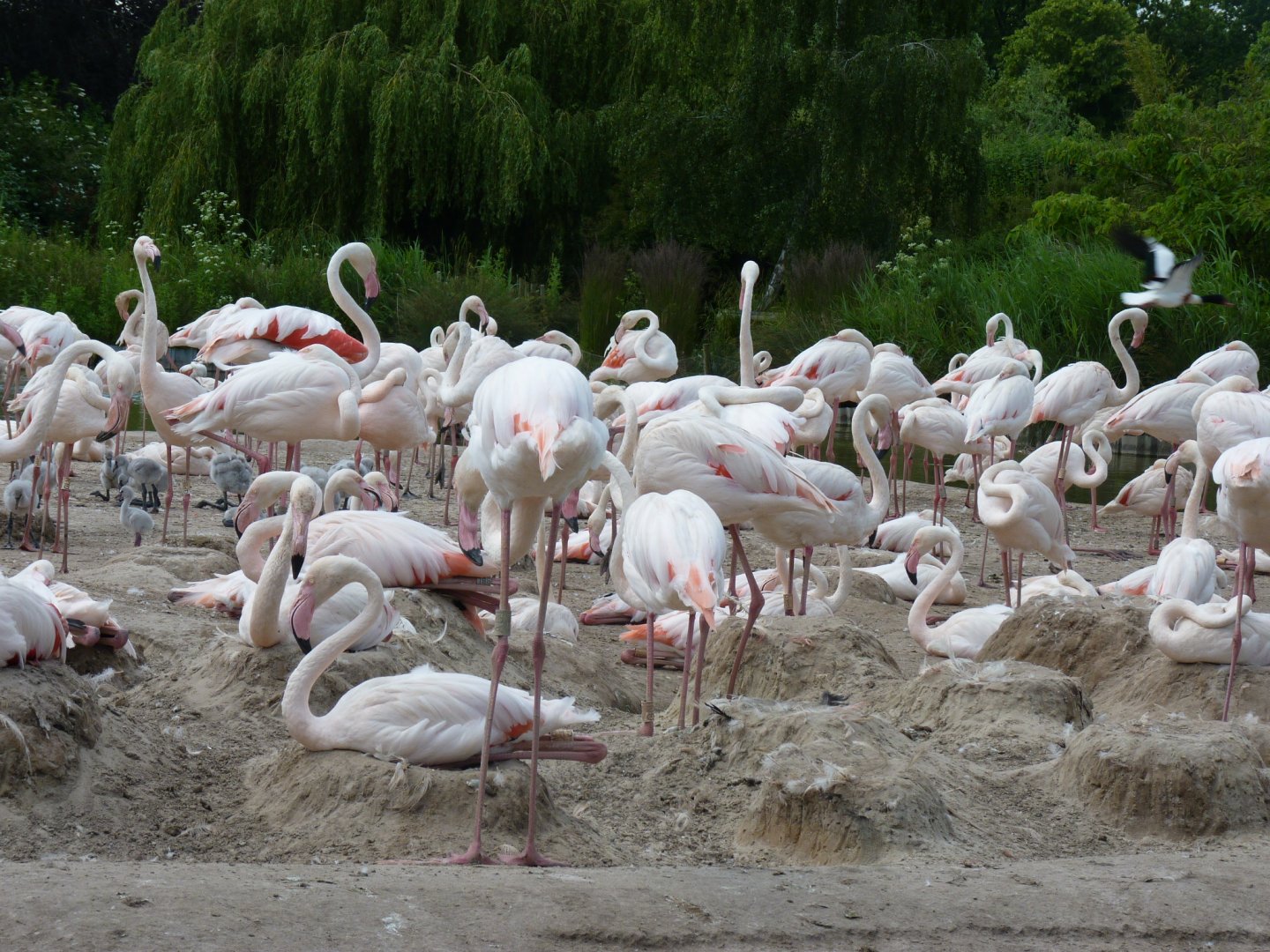 Nesting Greater flamingos
