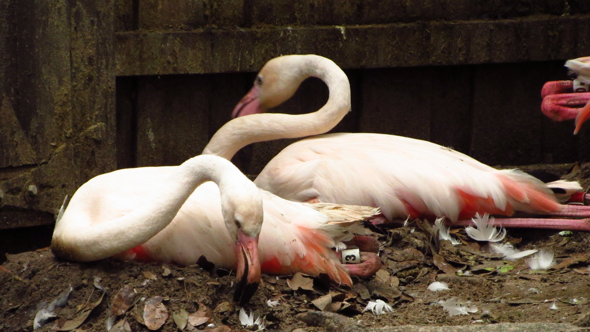 Nesting Greater Flamingos