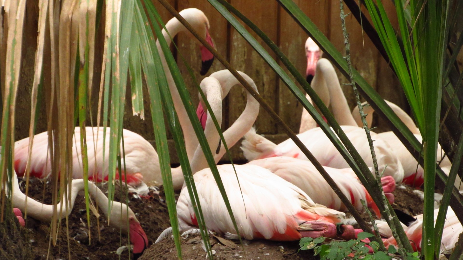 Nesting Greater Flamingos