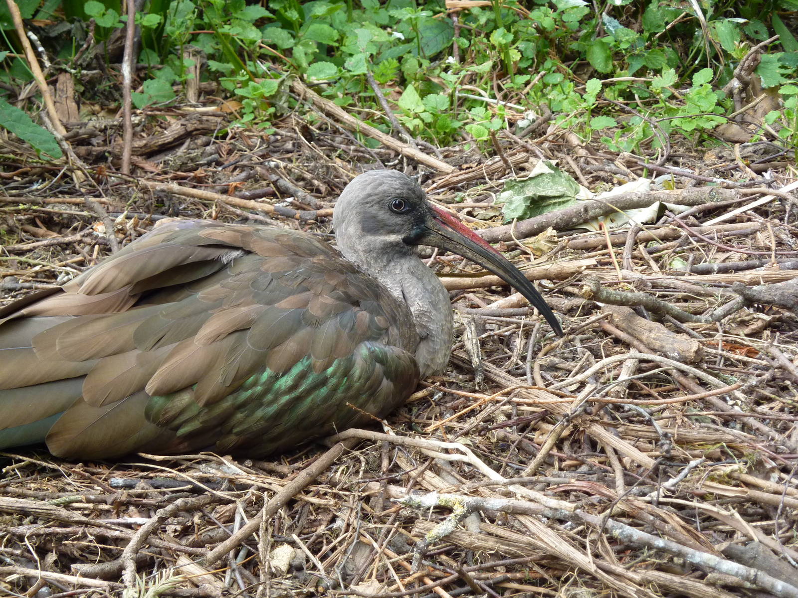 Nesting hadada ibis - 20th August 2012