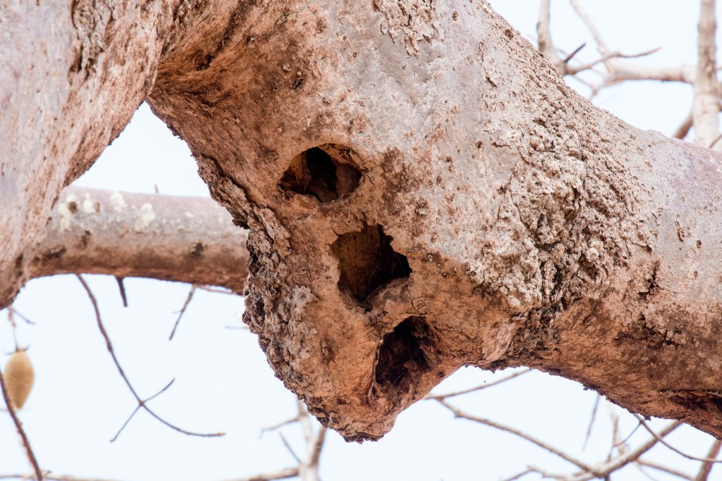Nesting holes in baobab branch