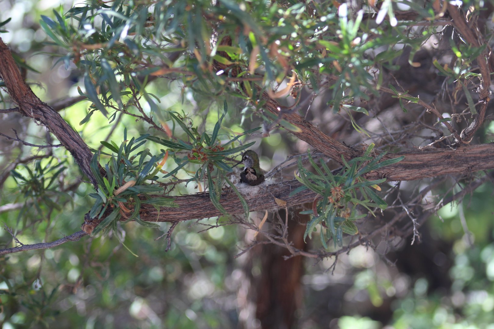 Nesting Hummingbird
