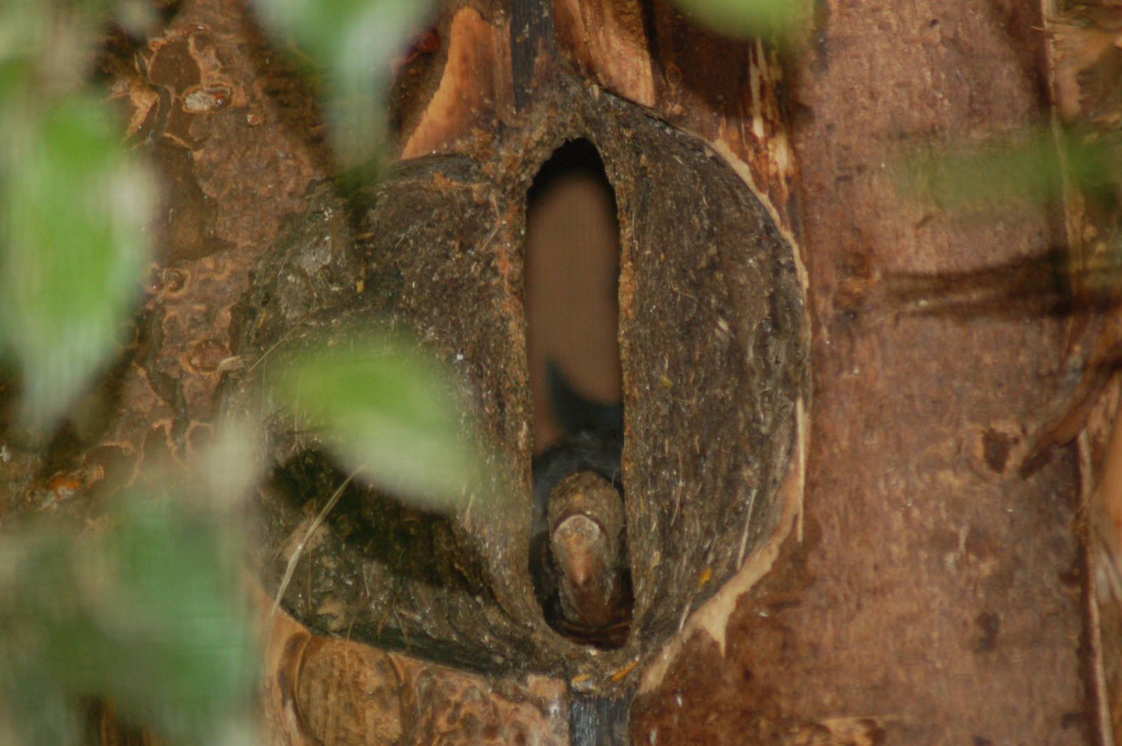 Nesting Hybrid Tarictic