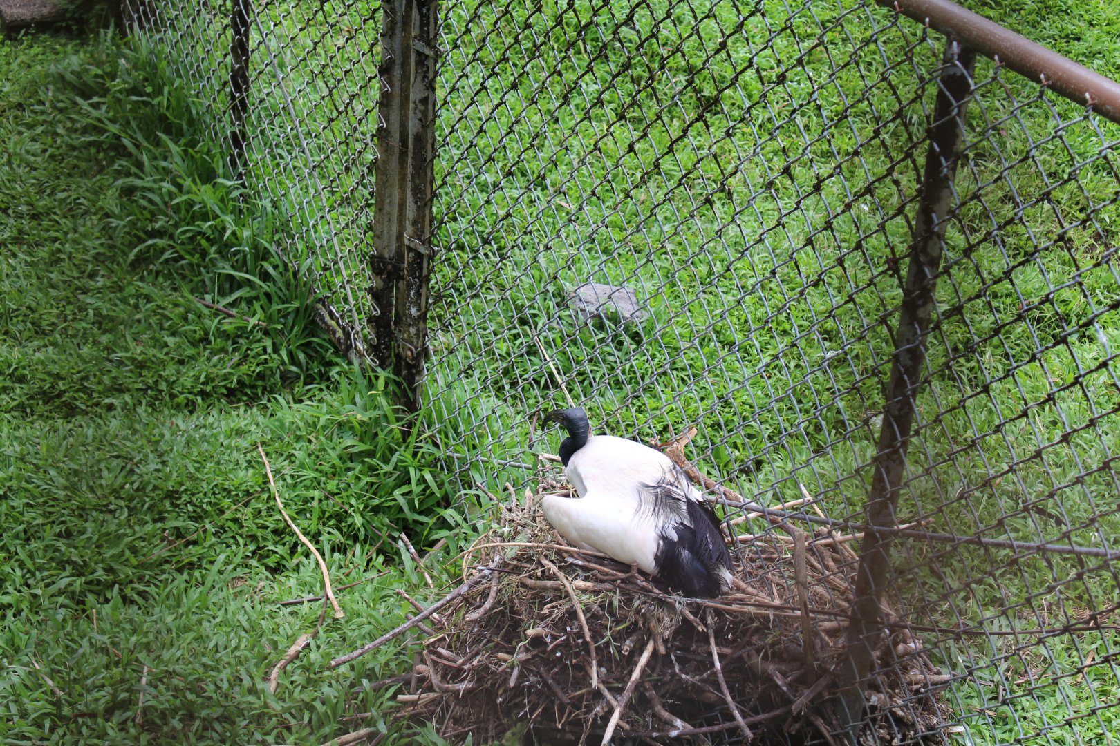 Nesting Ibis (on Waterfowl side)