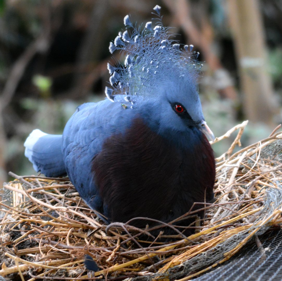 Nesting ictoria crowned pigeon