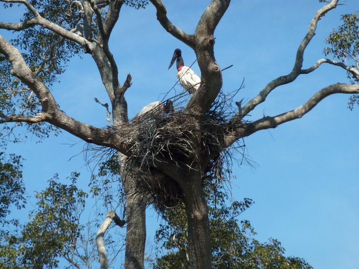 Nesting Jabirus