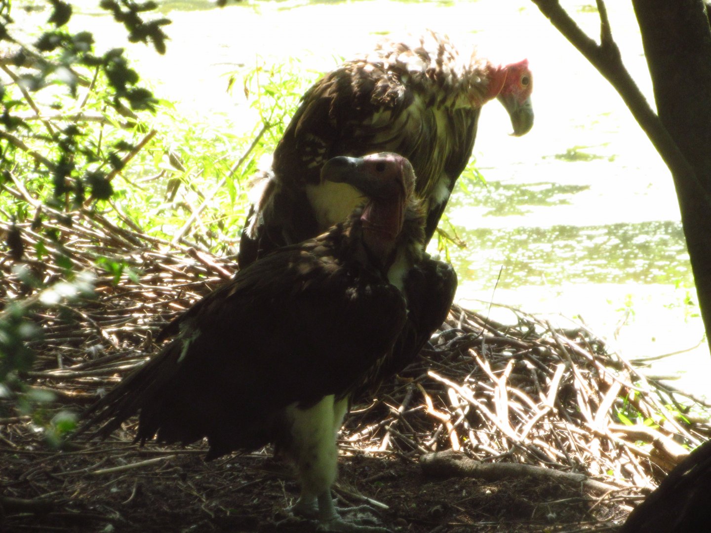 Nesting Lappet Faced Vultures