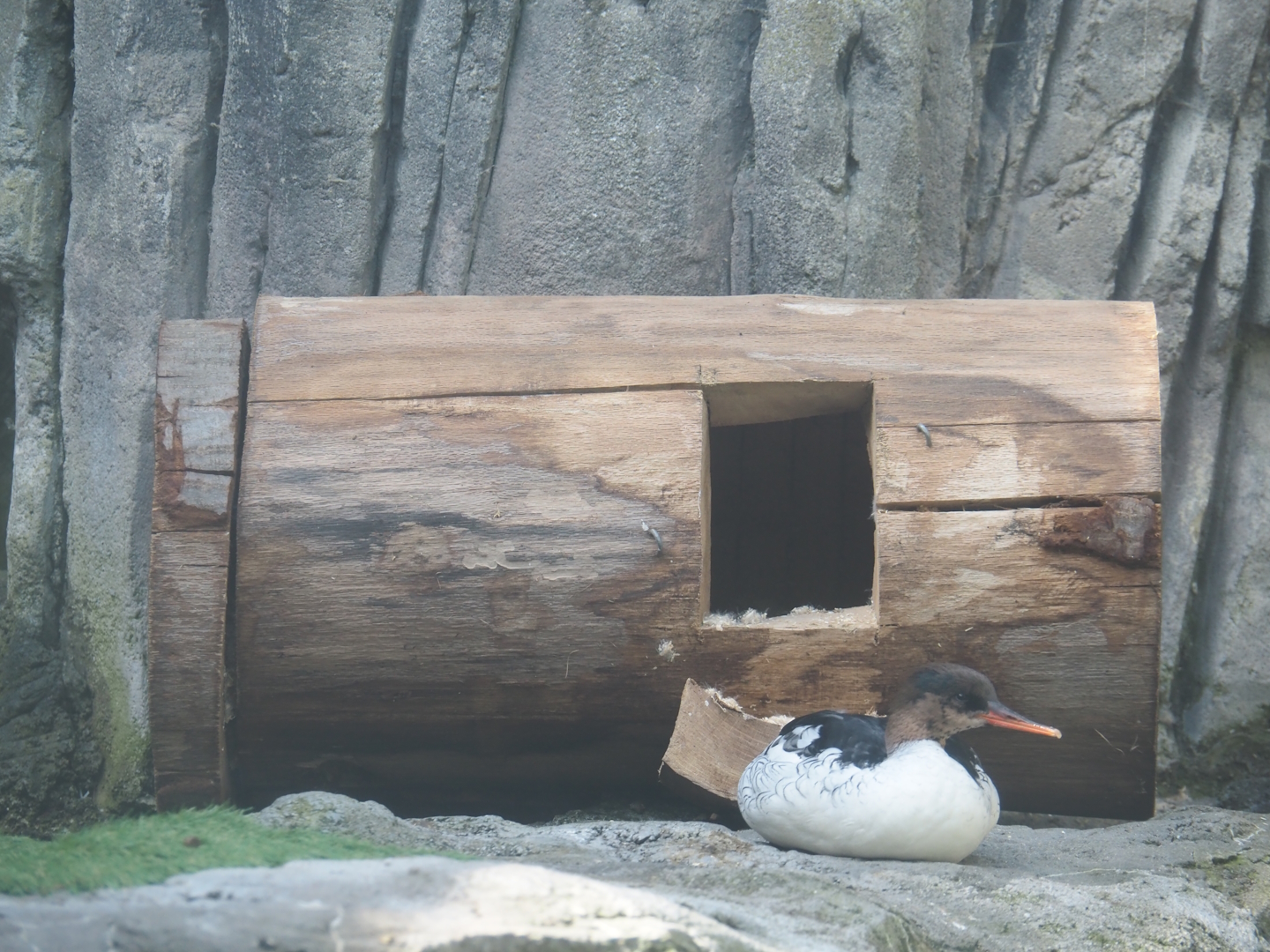 Nesting log for Scaly-sided mergansers (Mergus squamatus), 2025-05-14