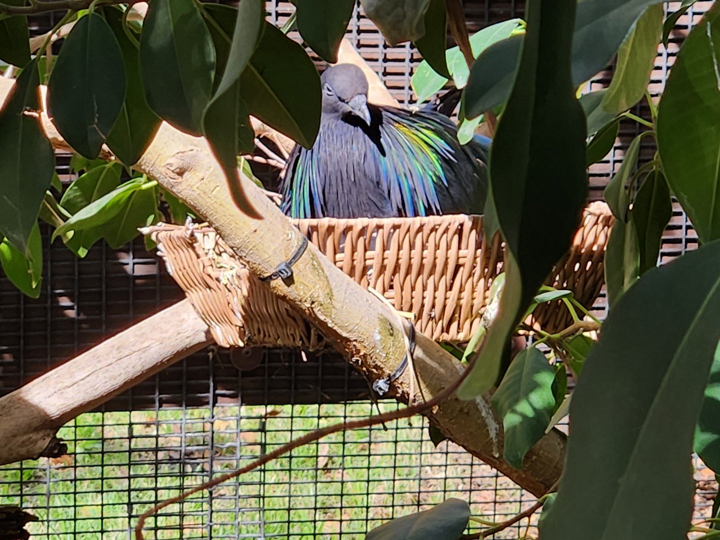 Nesting nicobar pigeon