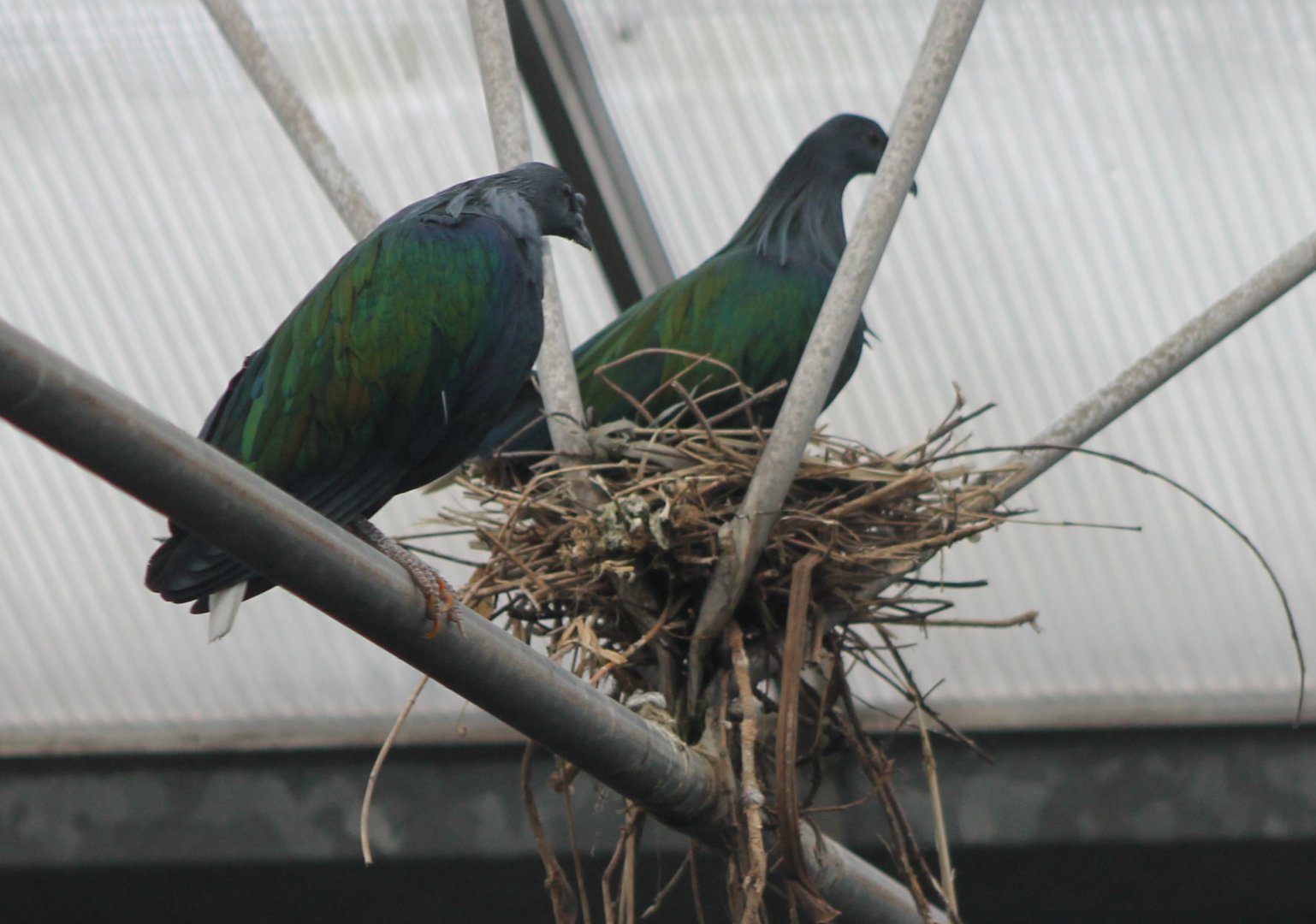 Nesting Nicobar pigeons