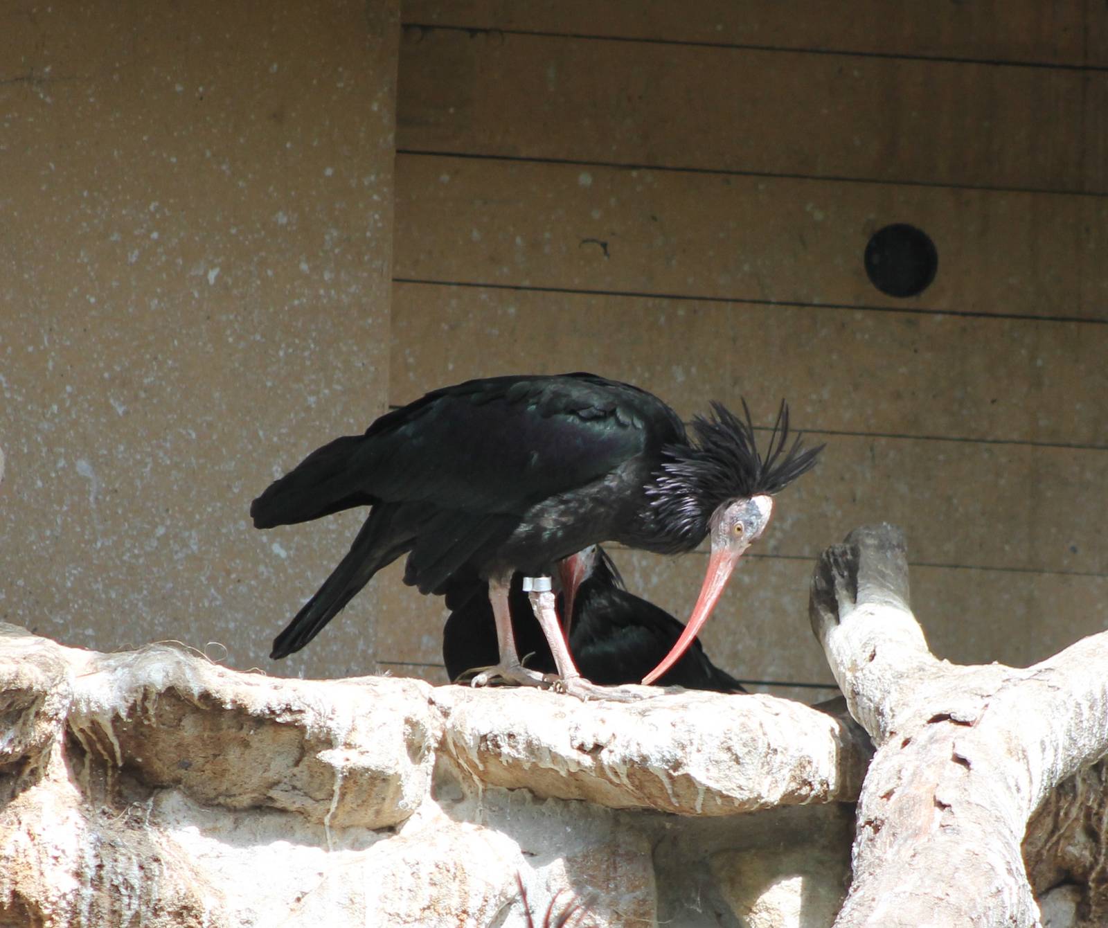 Nesting Northern bald ibisses