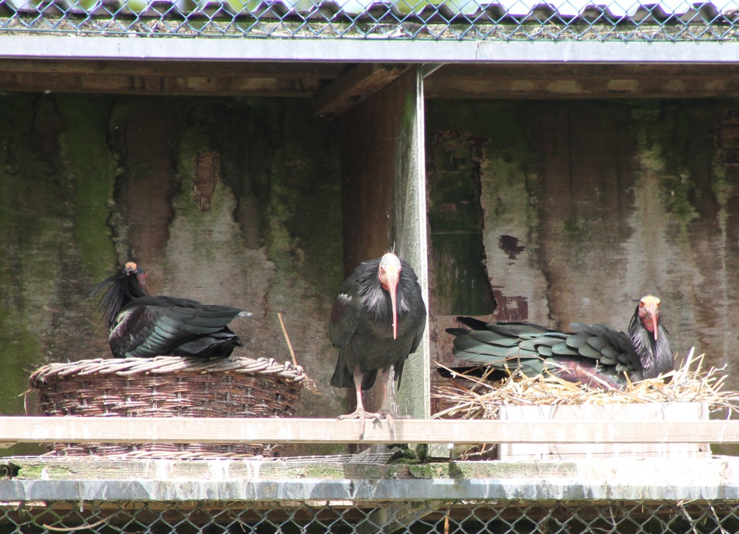 Nesting Northern bald ibisses
