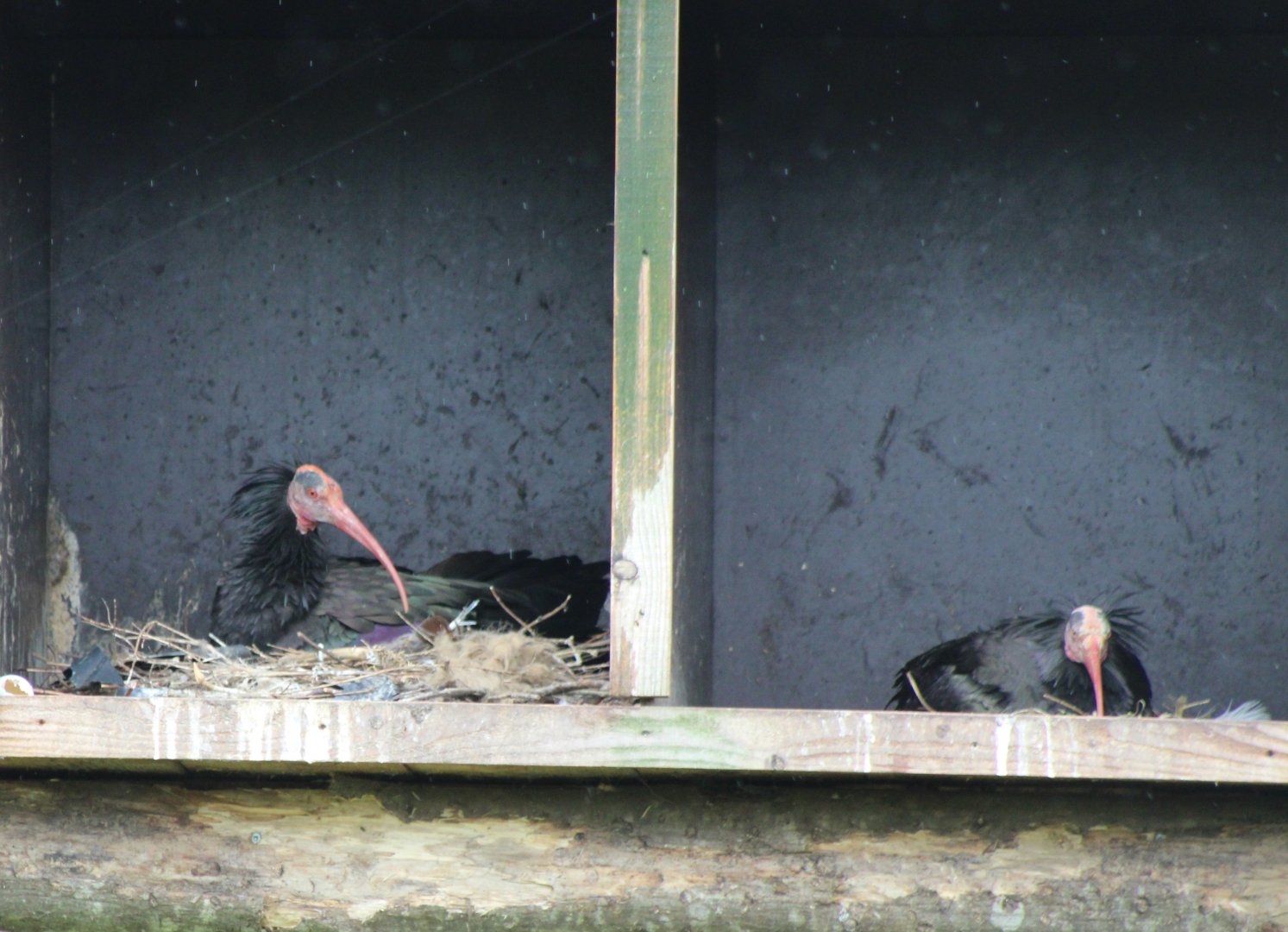 Nesting Northern bald ibisses