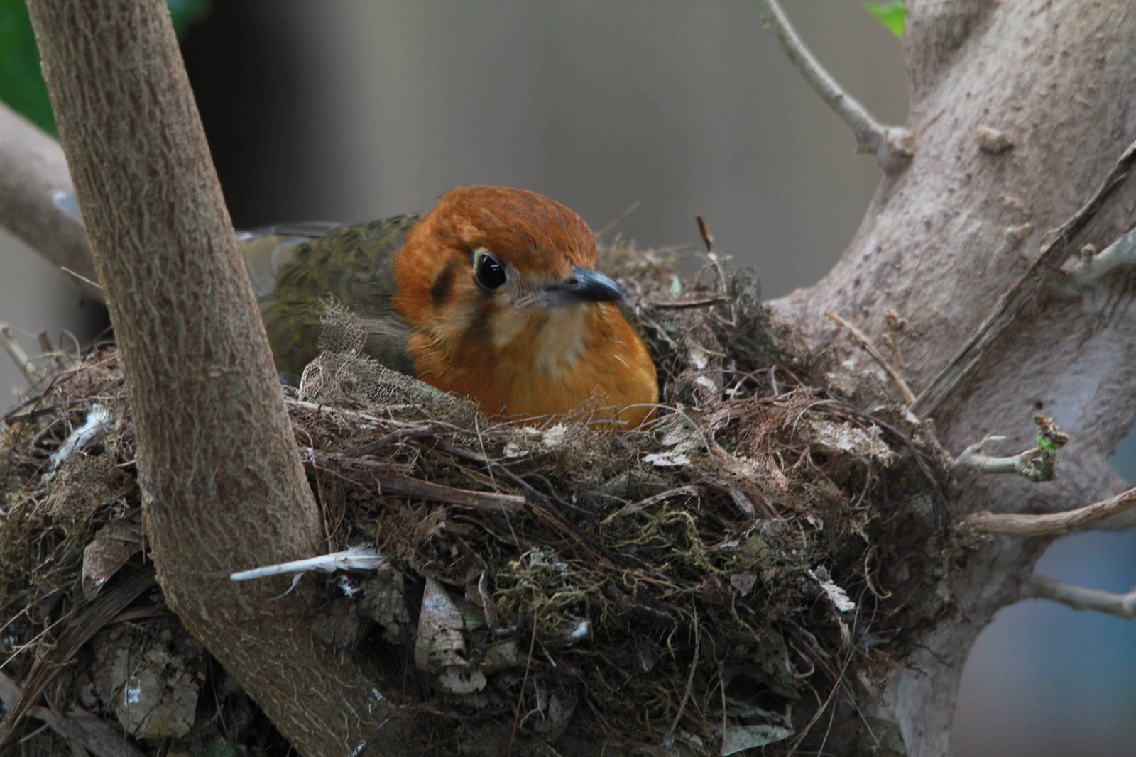 Nesting Orange-headed groundthrush