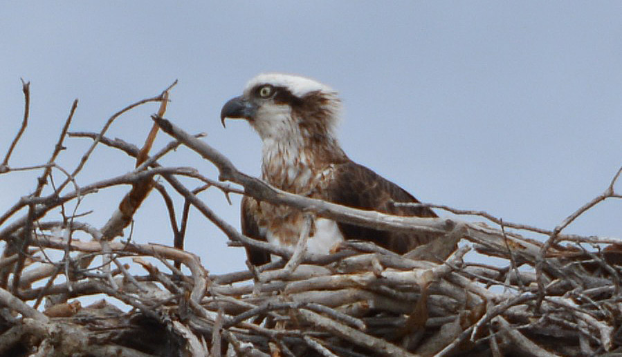 Nesting Osprey