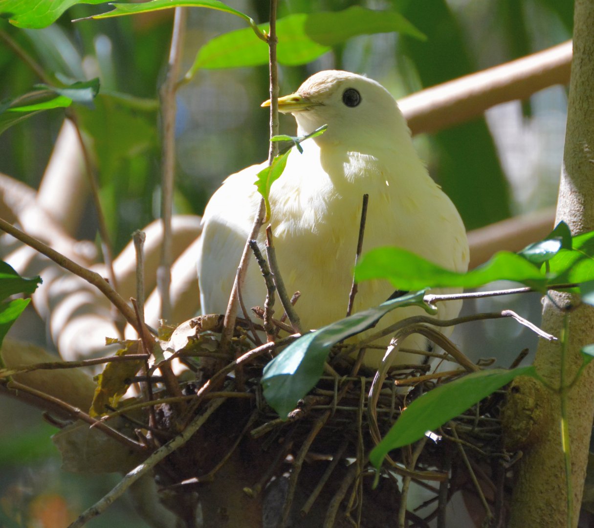 Nesting Pied Imperial pigeon