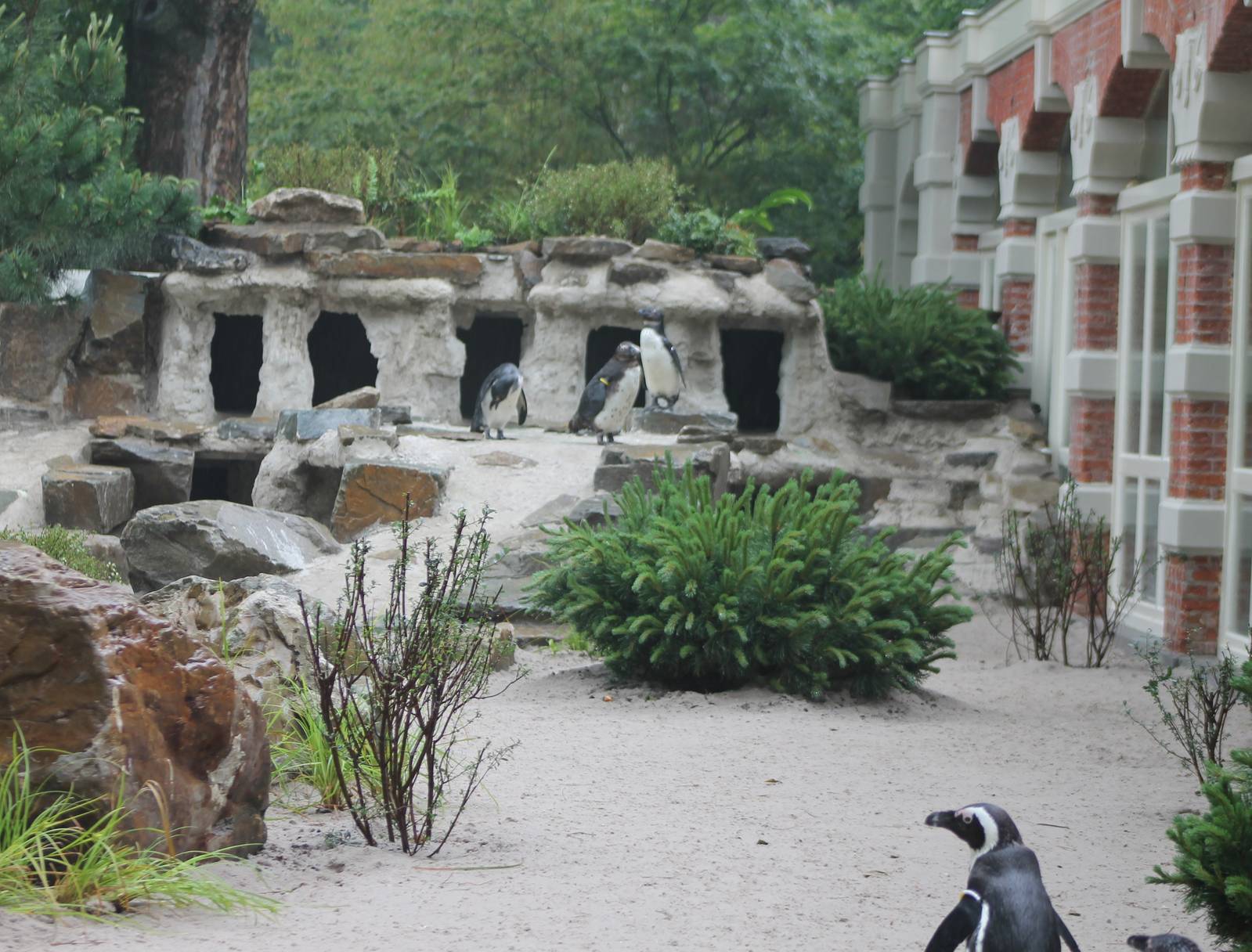 Nesting-places African penguins