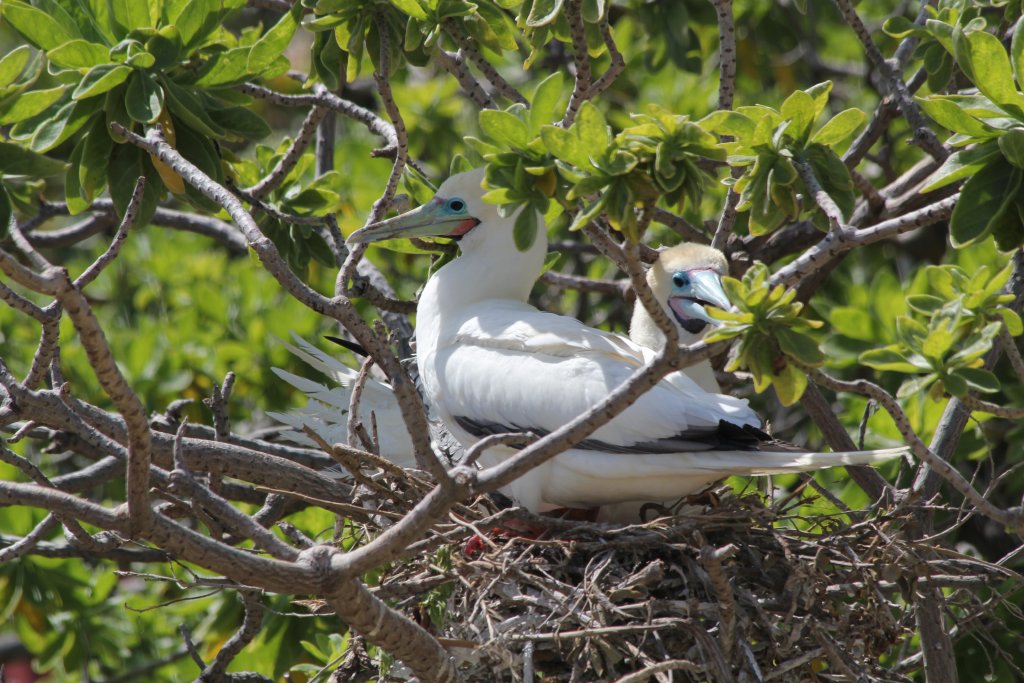 Nesting Red-footed Boobies (wild)