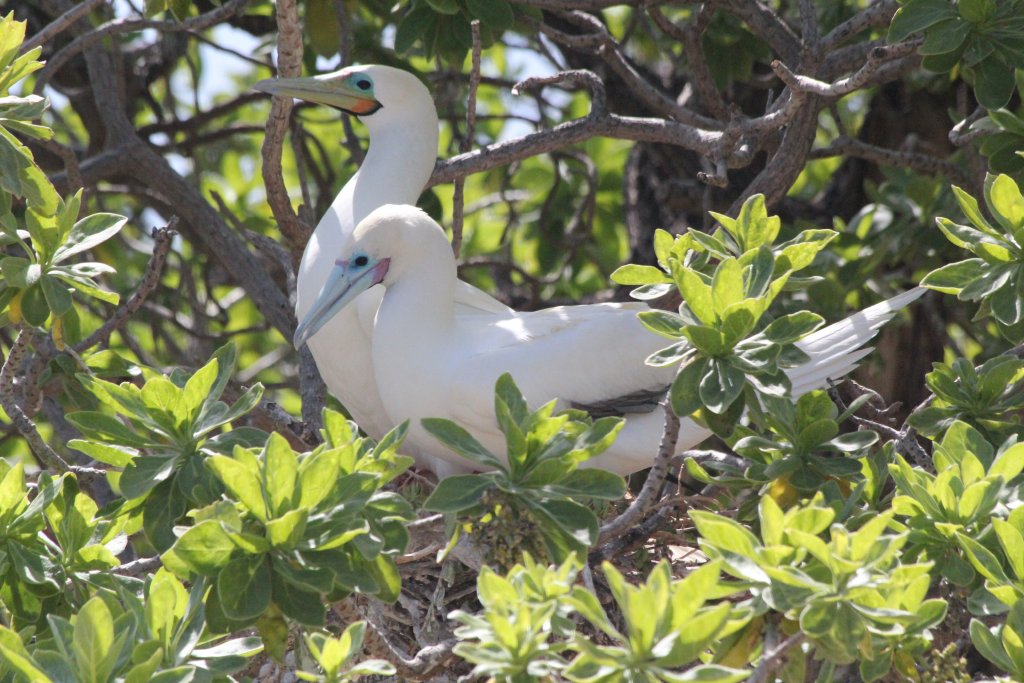 Nesting Red-footed Boobies (wild)