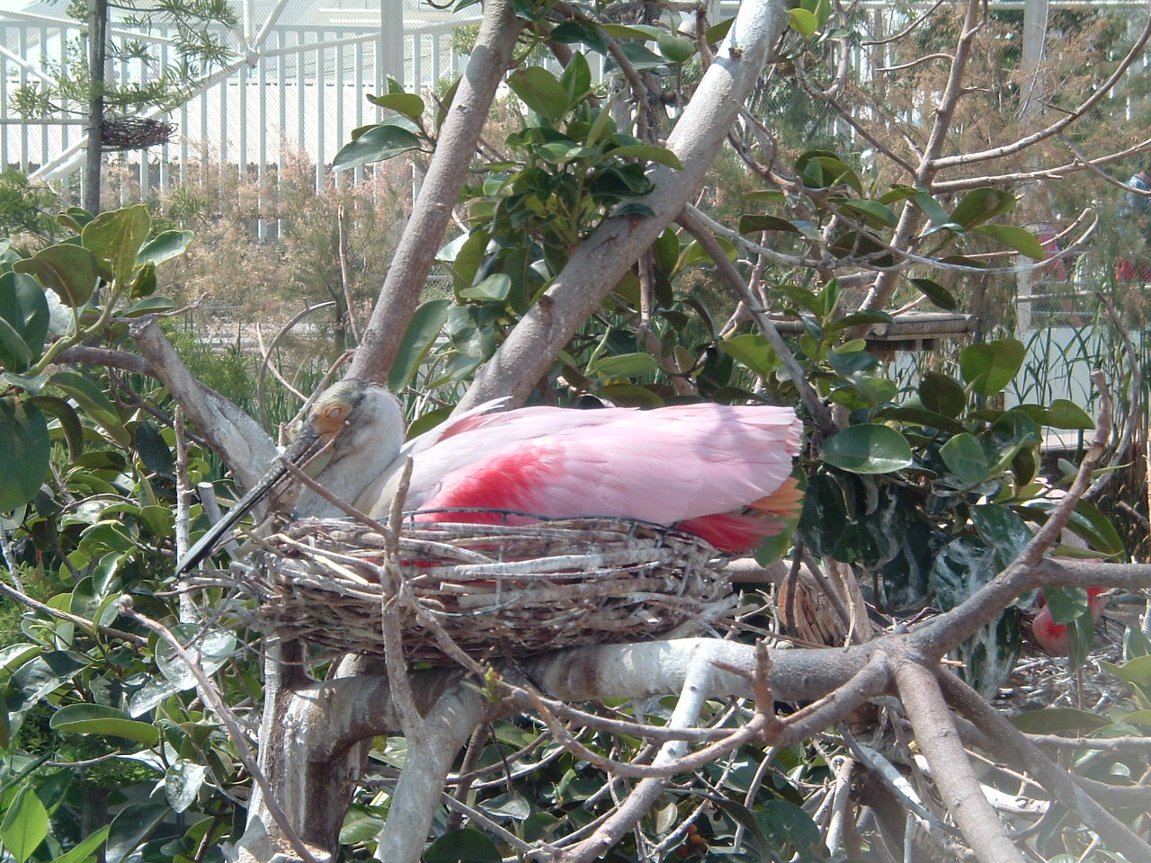 nesting roseate spoonbills at L'Oceanografic Valencia