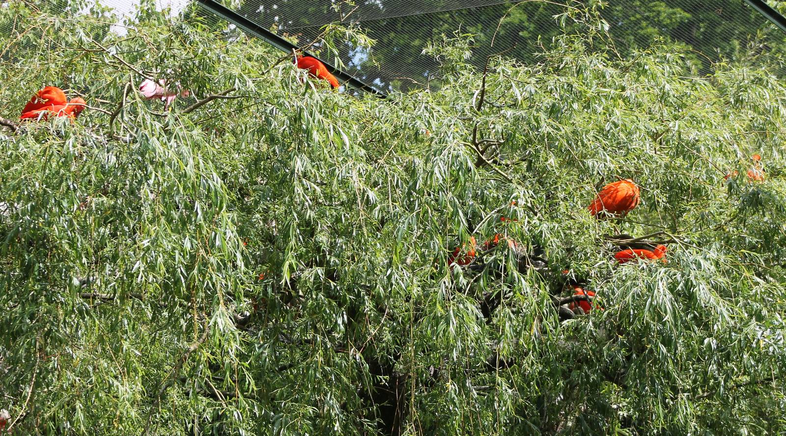 Nesting Scarlet ibisses and Roseate spoonbill
