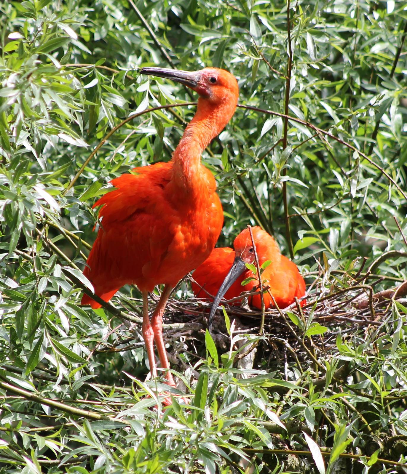 Nesting Scarlet ibisses