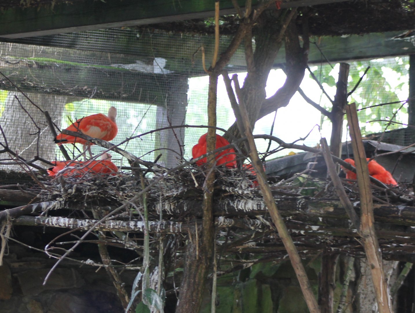 Nesting Scarlet ibisses