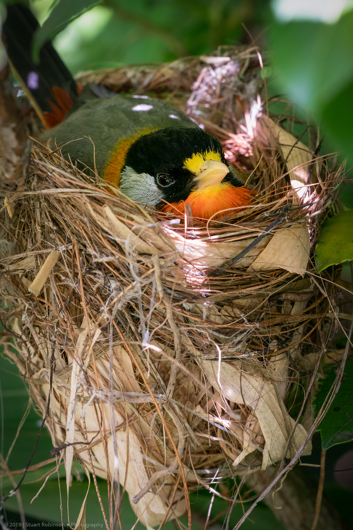 Nesting Silver-eared Mesia - 02/07/2019
