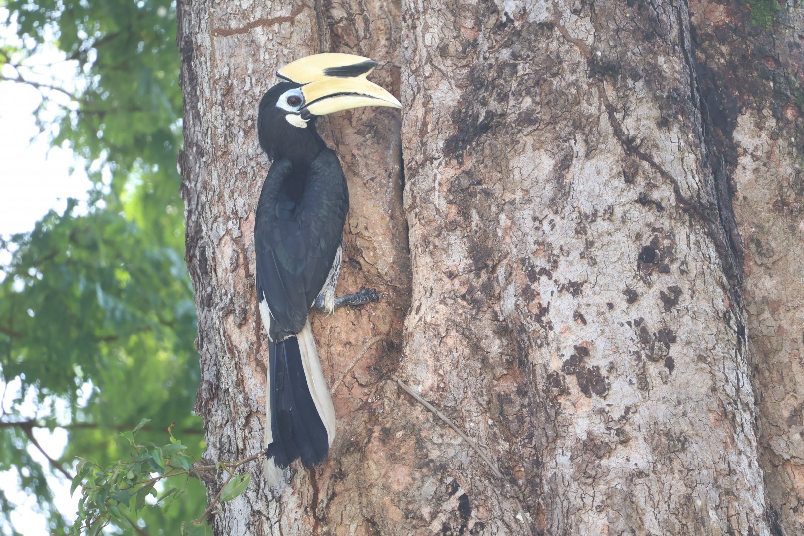 Nesting Southern Oriental Pied Hornbill (Anthracoceros albirostris convexus)