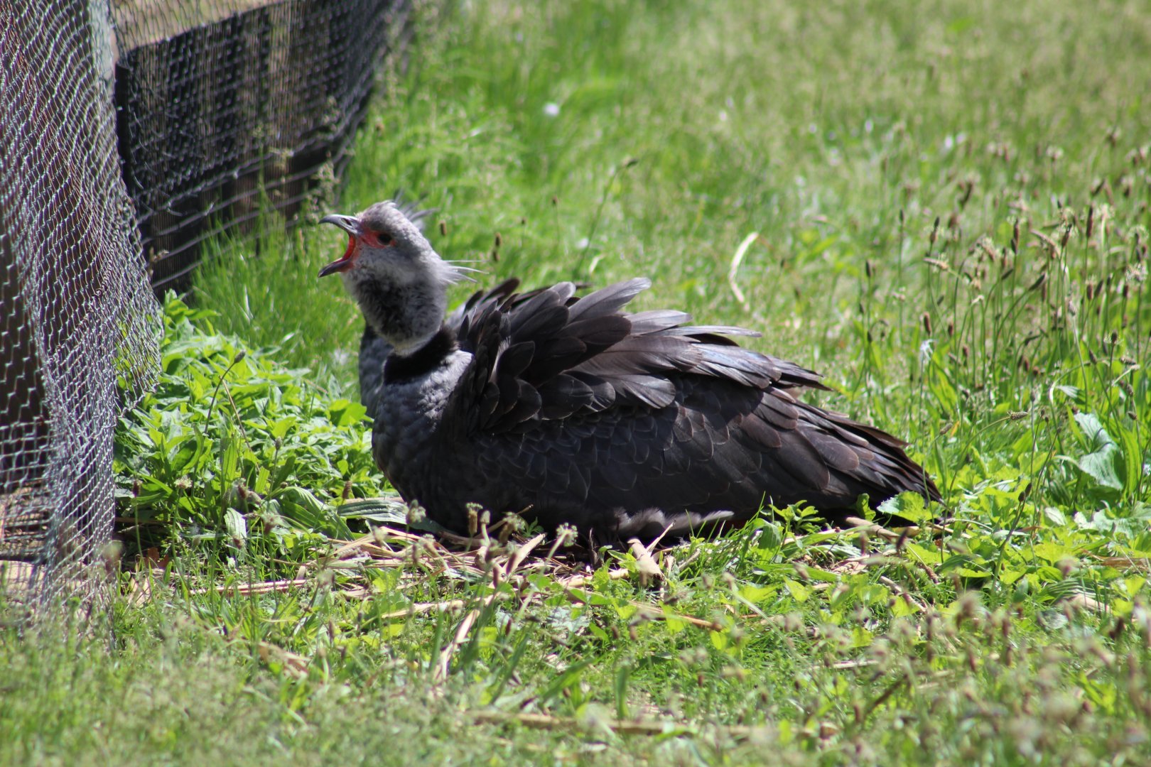 Nesting Southern Screamer