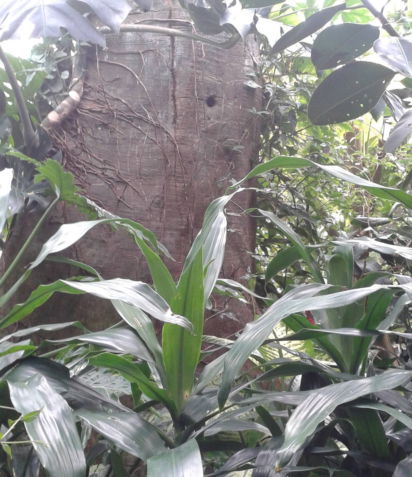 Nesting-tree for Gros-beak starlings
